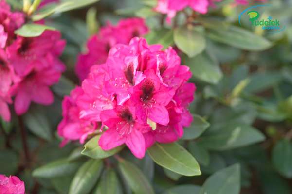 Rhododendron Mendosina